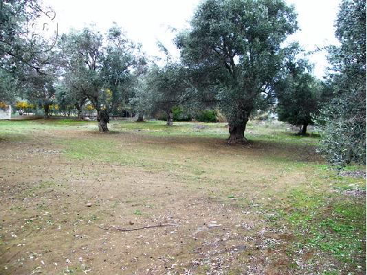 PoulaTo: ΕΥΒΟΙΑ Παραλία Πολιτικών